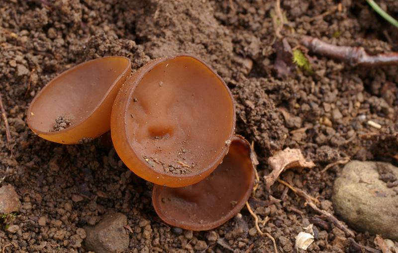 Dumontinia tuberosa